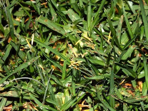 Kikuyu Grass